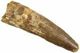 Fossil Spinosaurus Tooth - Real Dinosaur Tooth #230705-1